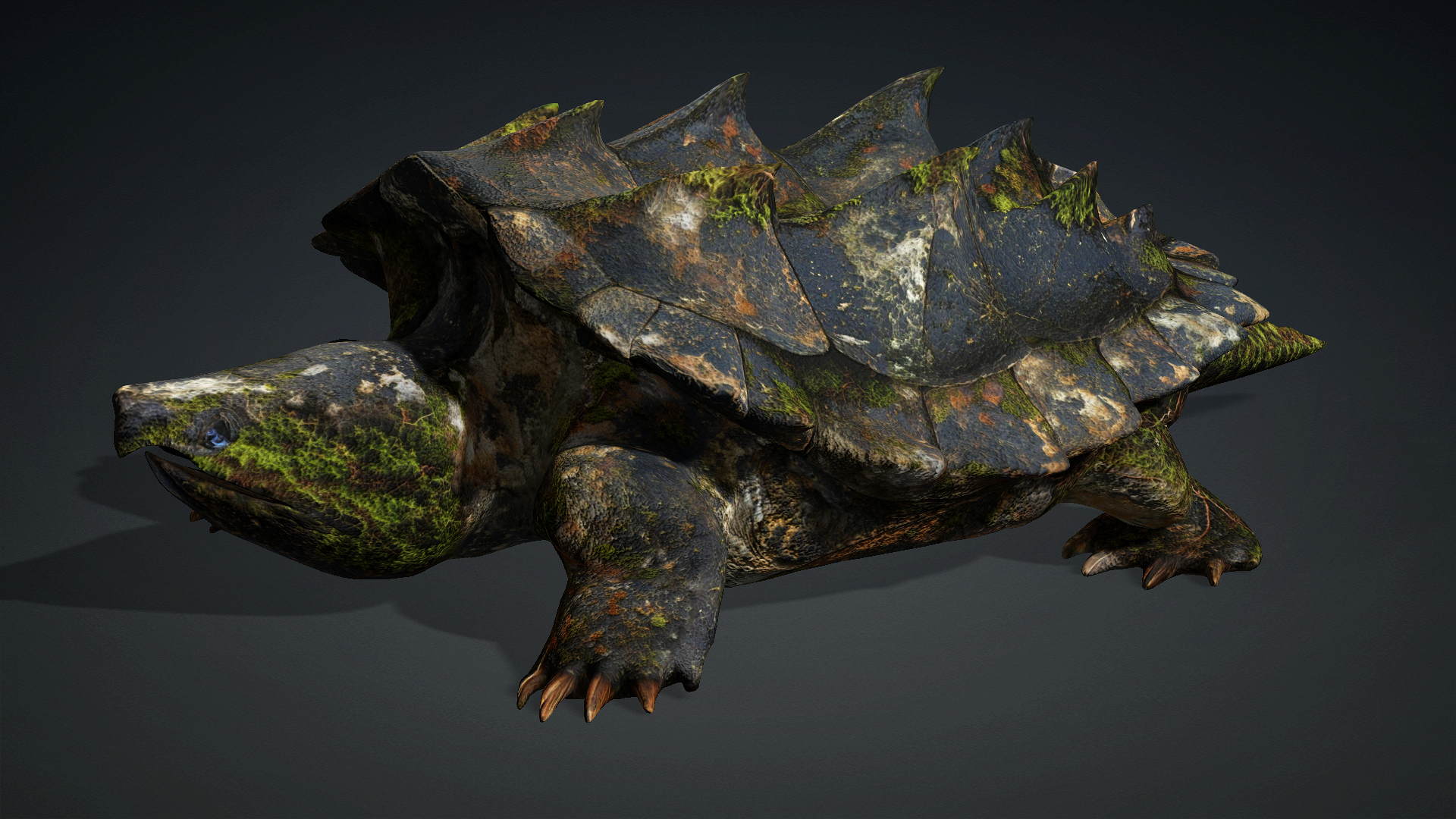 Alligator Turtle_V1c - Image 2