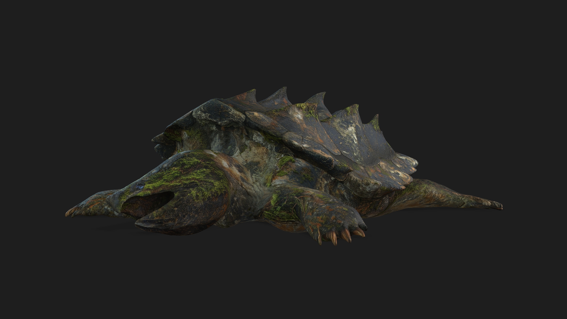 Alligator Turtle_V1c - Image 11