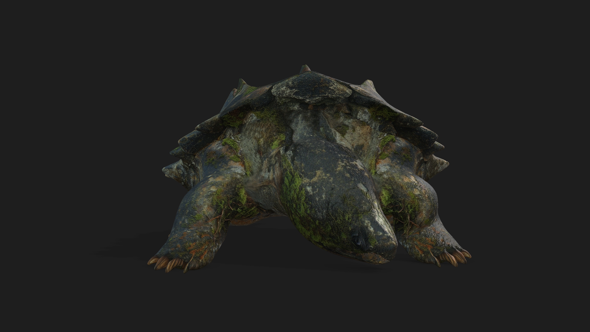 Alligator Turtle_V1c - Image 12