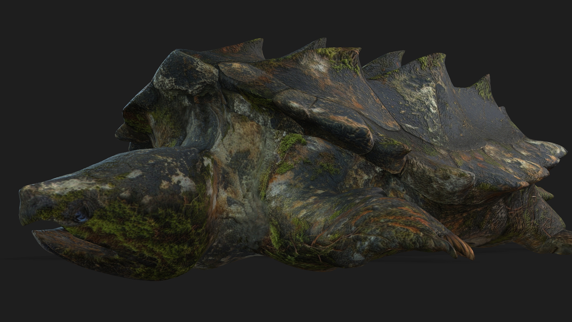 Alligator Turtle_V1c - Image 13
