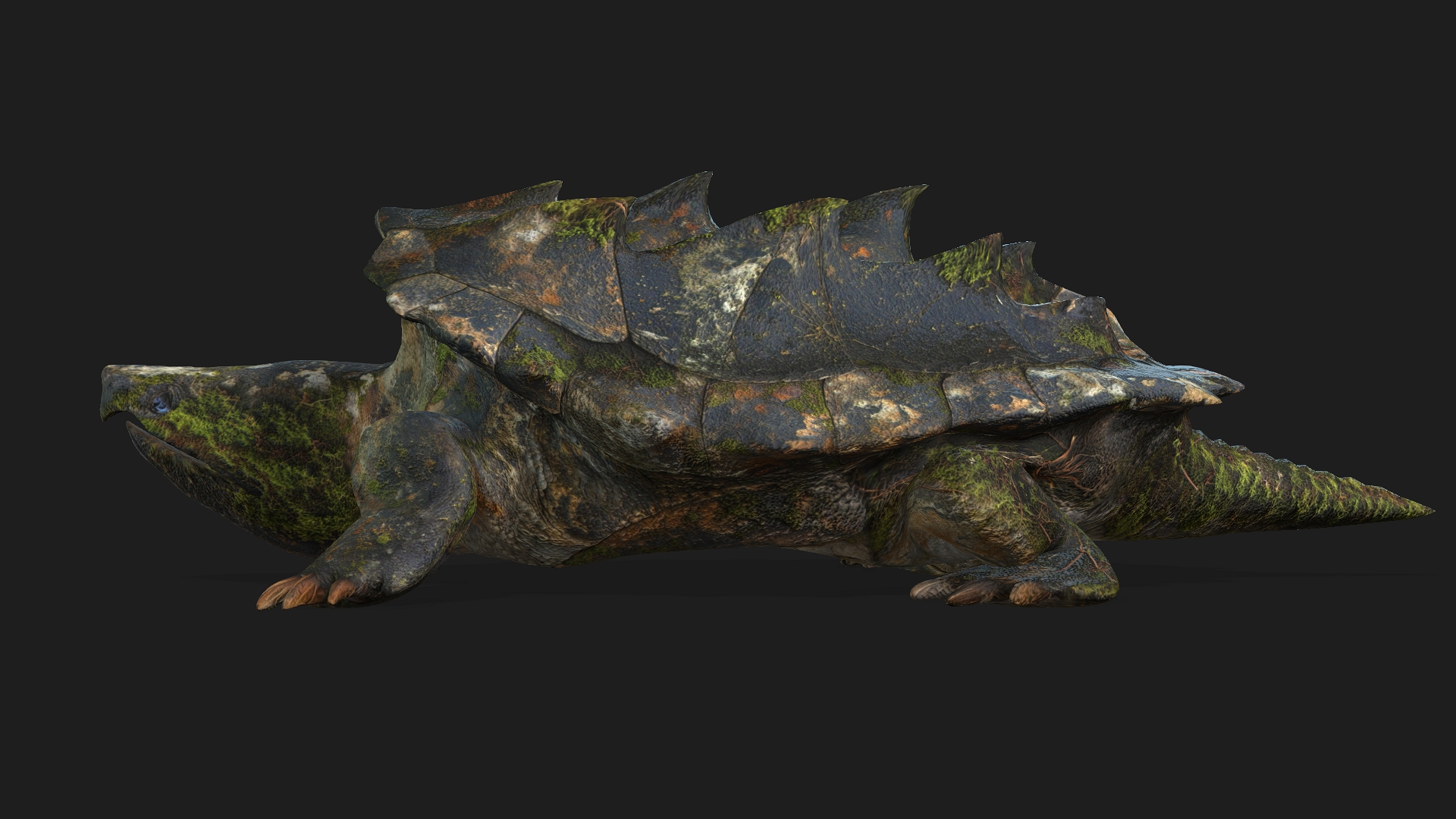 Alligator Turtle_V1c - Image 3