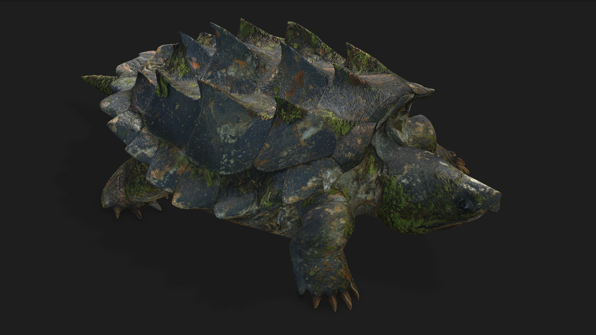 Alligator Turtle_V1c - Image 4
