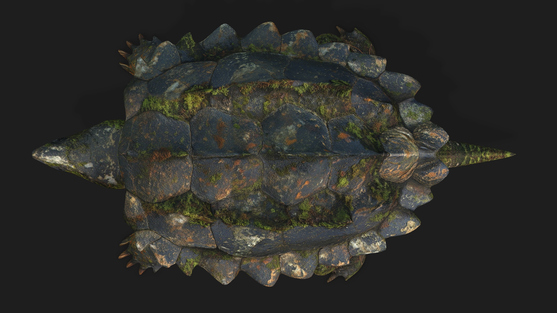 Alligator Turtle_V1c - Image 5