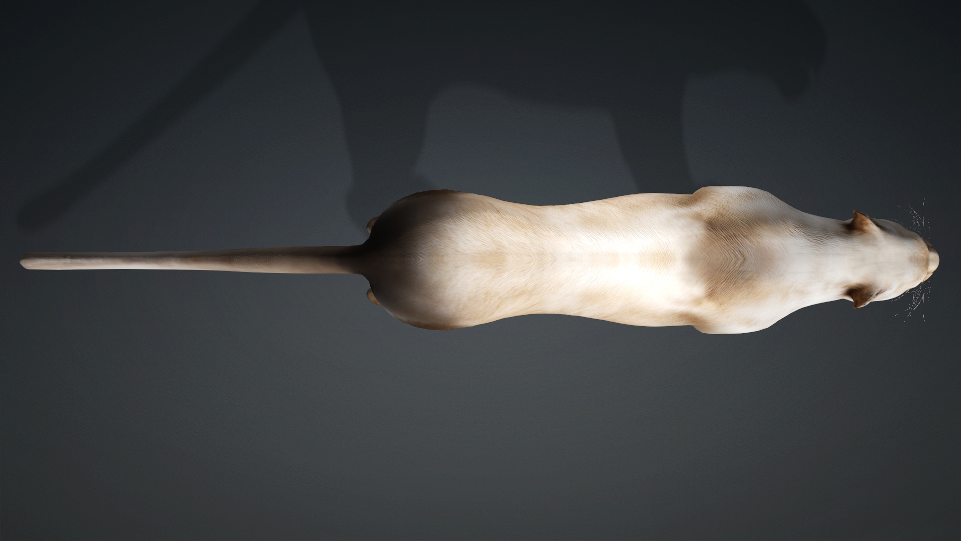 Leopard Hybrid_B4 - Image 6