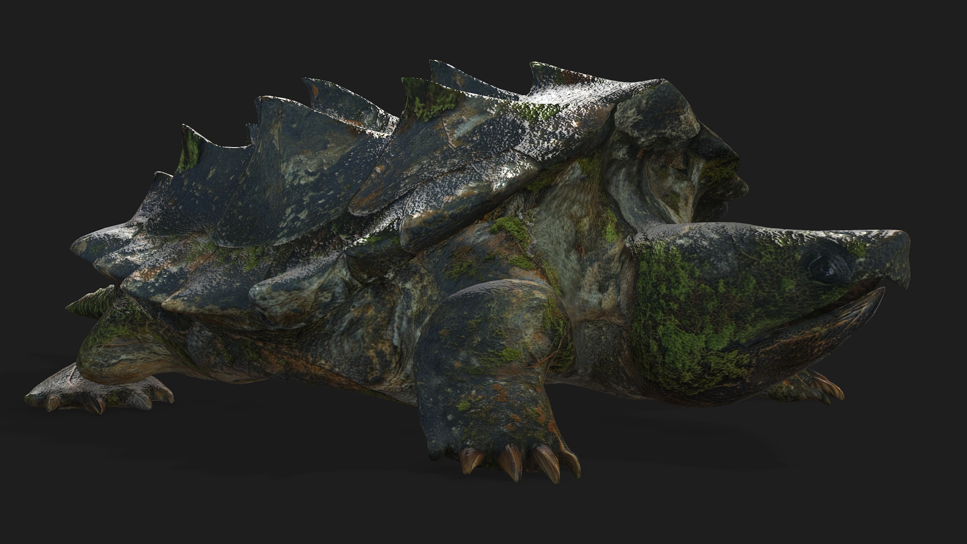 Alligator Turtle_V1c - Image 6