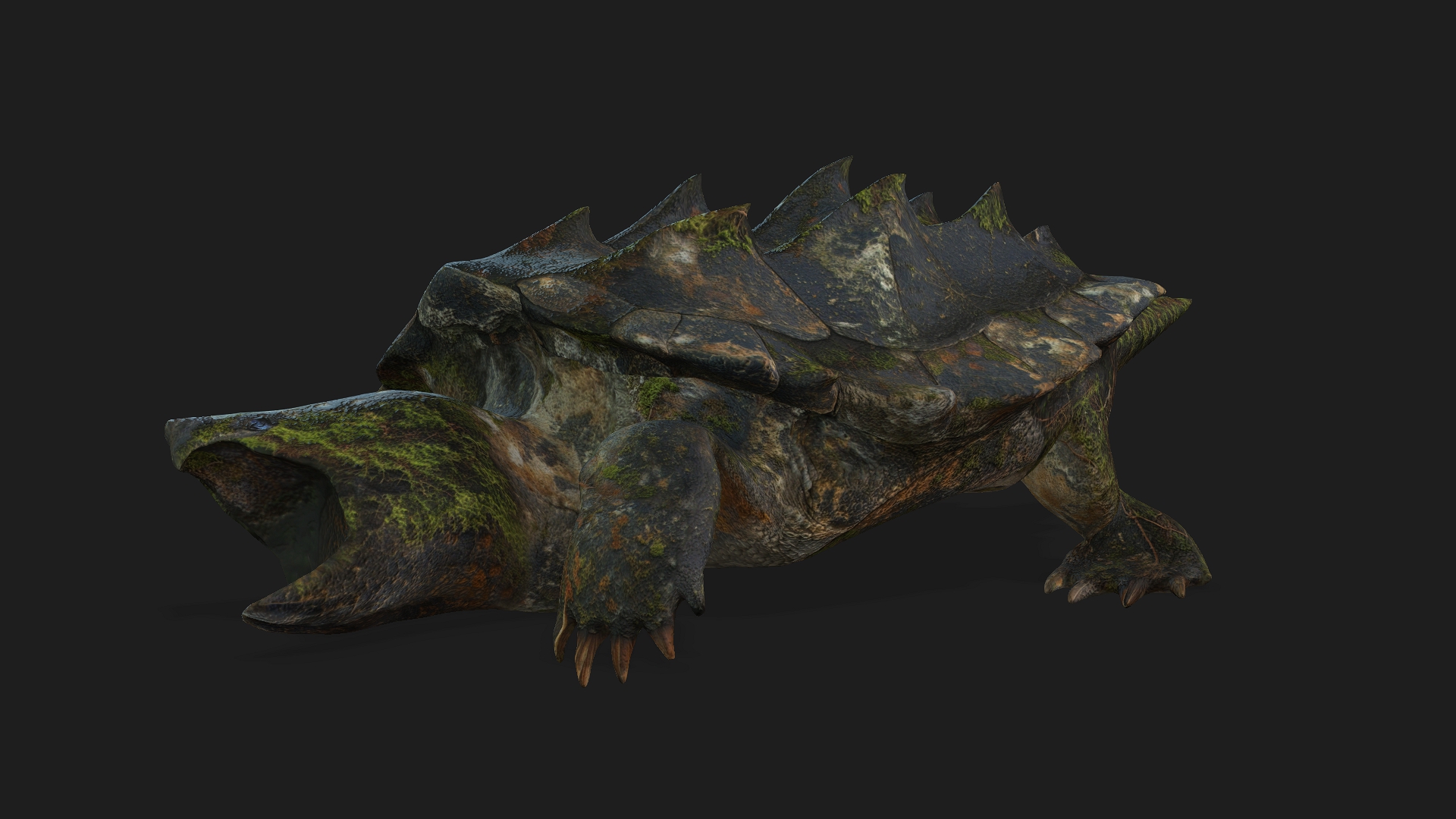 Alligator Turtle_V1c - Image 7