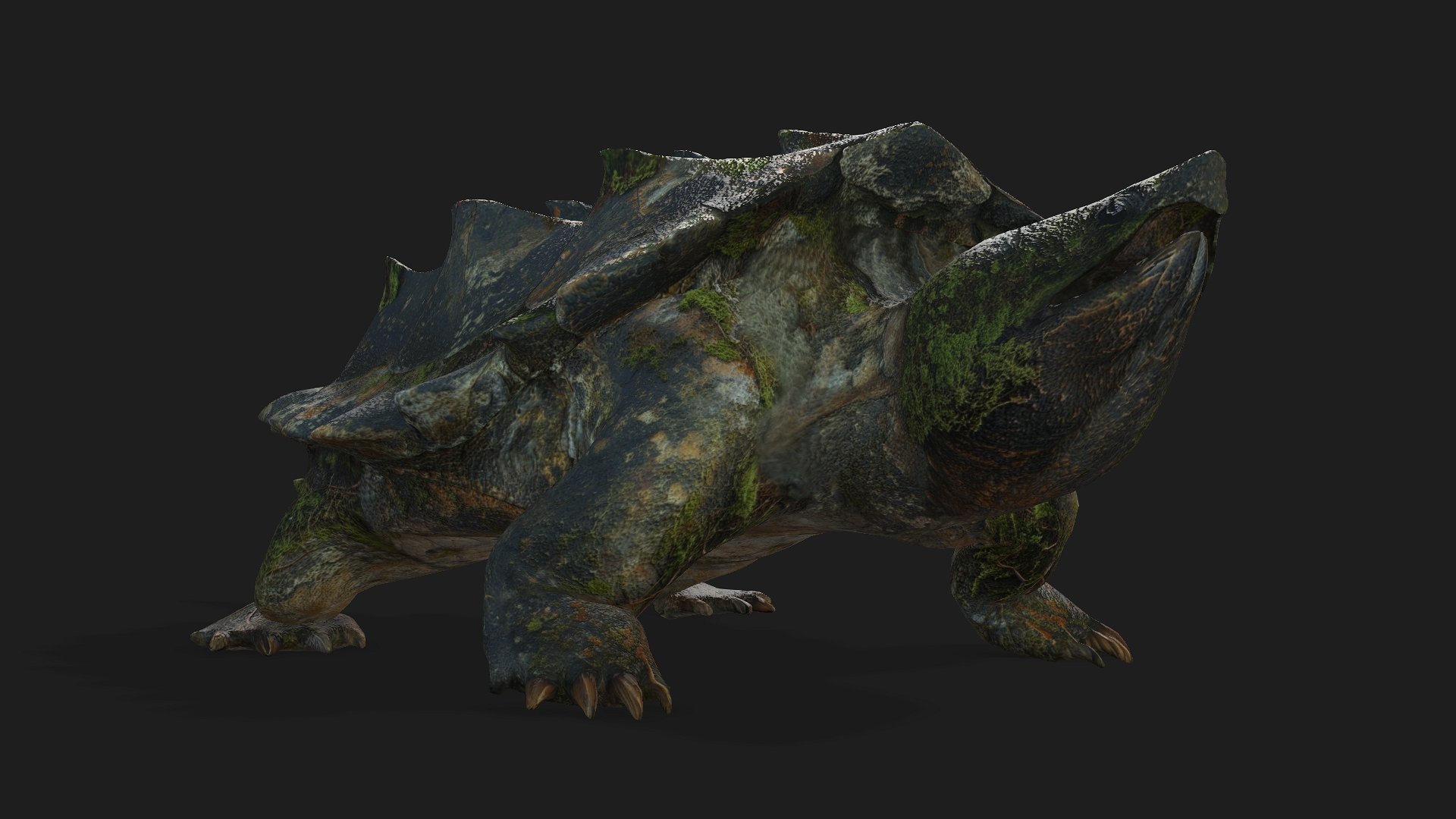 Alligator Turtle_V1c - Image 8