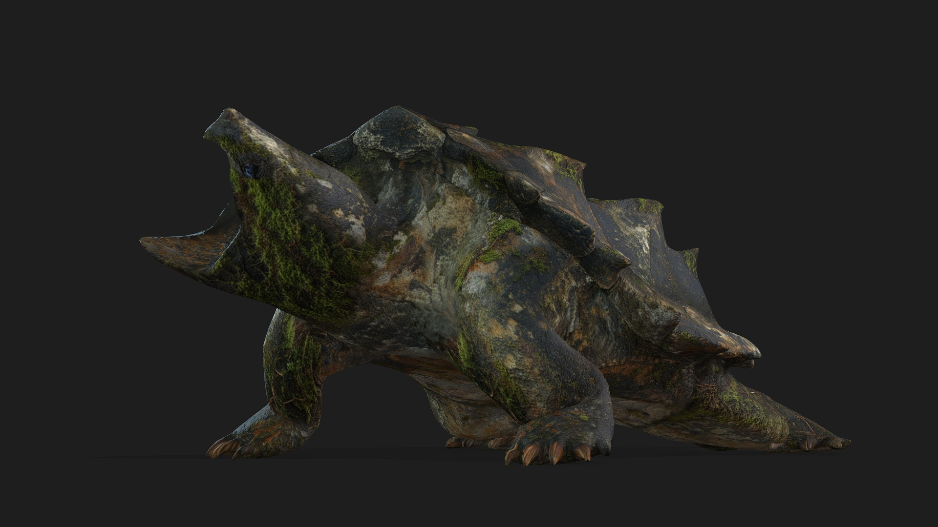 Alligator Turtle_V1c - Image 9
