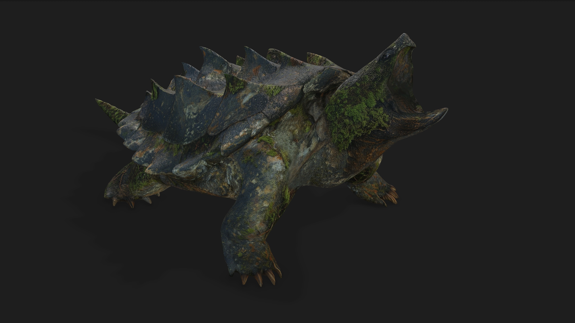 Alligator Turtle_V1c - Image 10