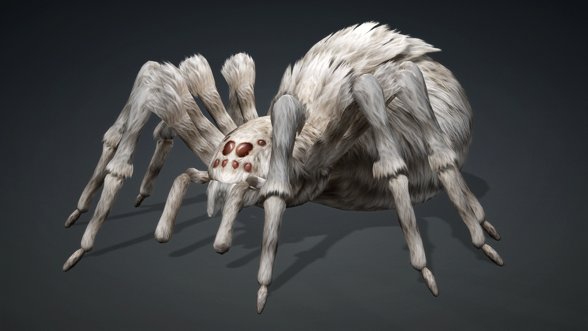 Spider_B1 - Image 2