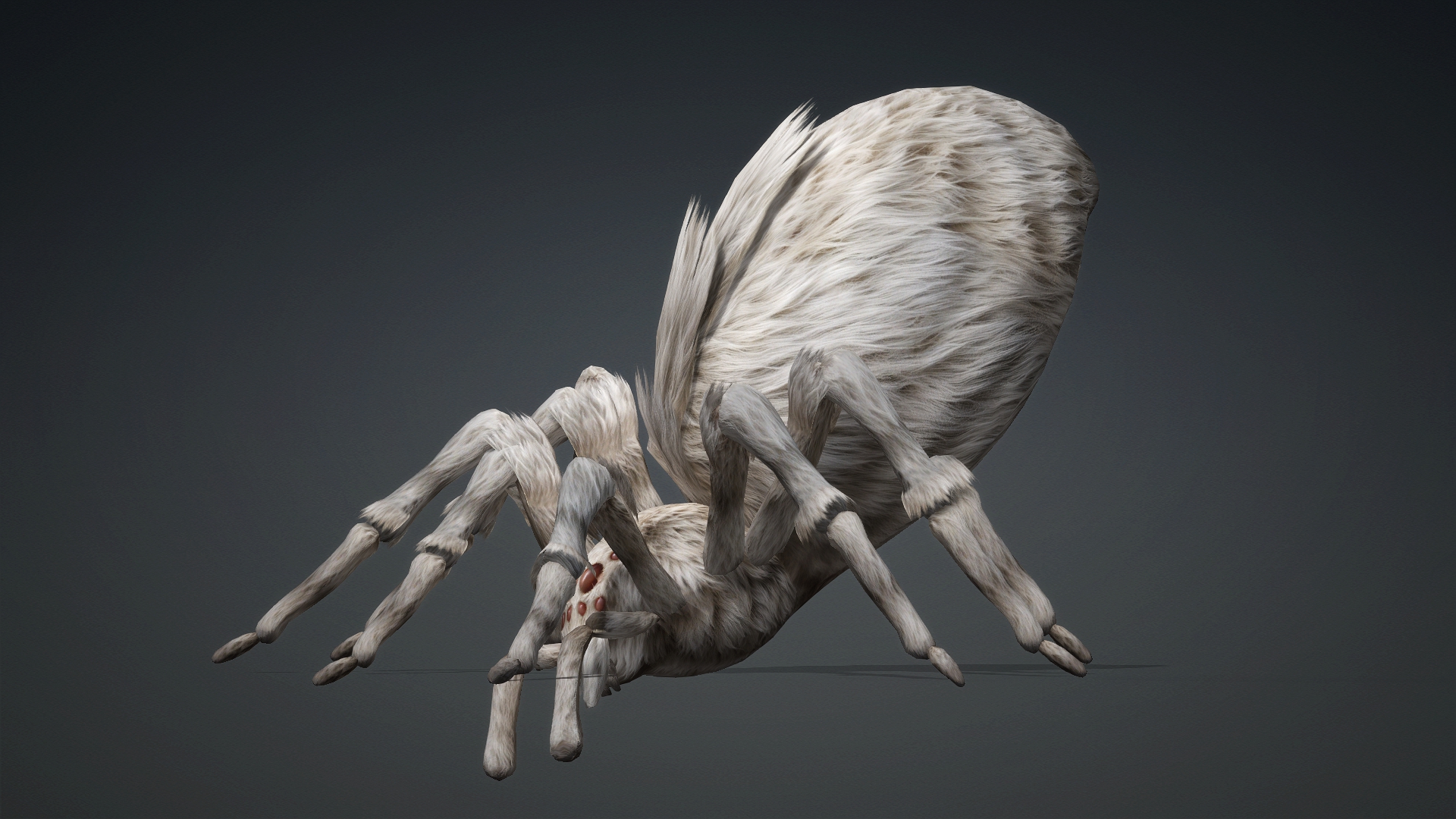 Spider_B1 - Image 15