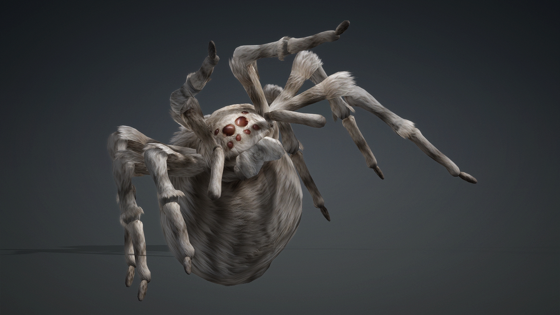 Spider_B1 - Image 17