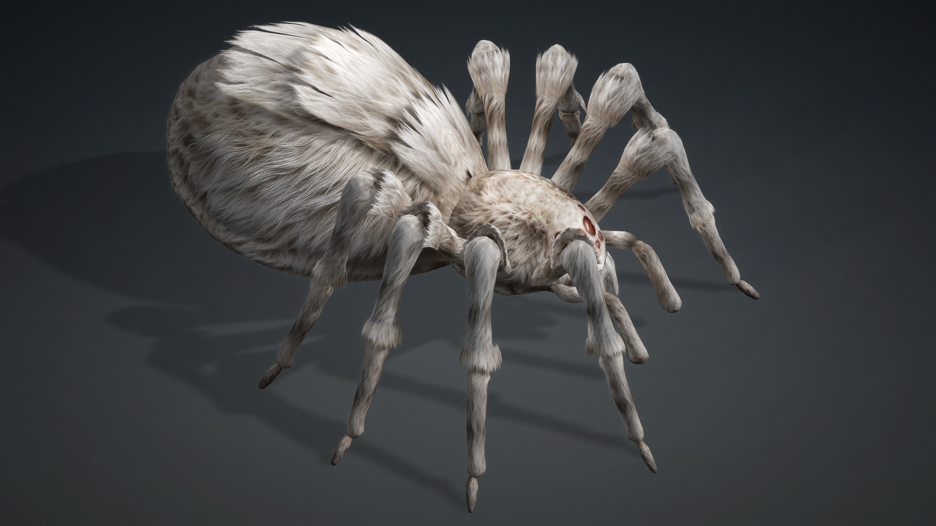 Spider_B1 - Image 4