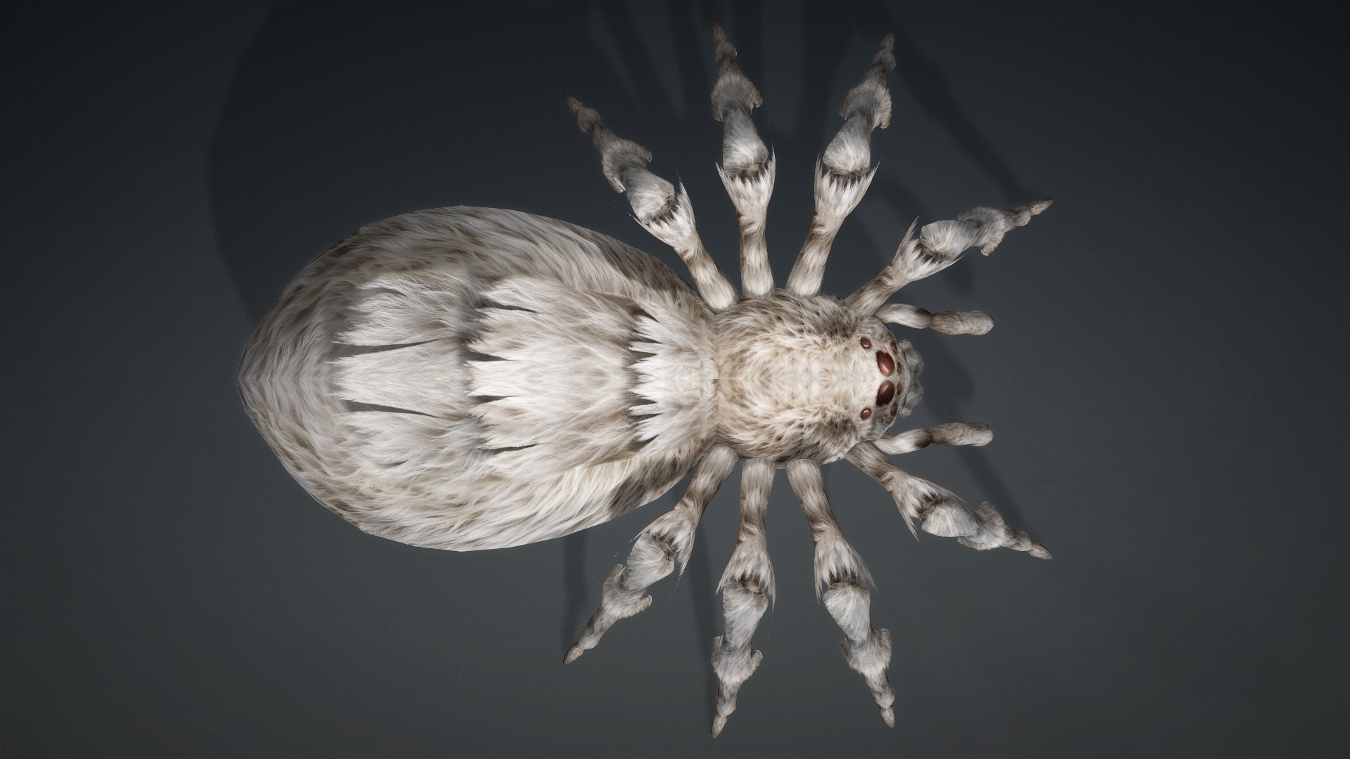 Spider_B1 - Image 5