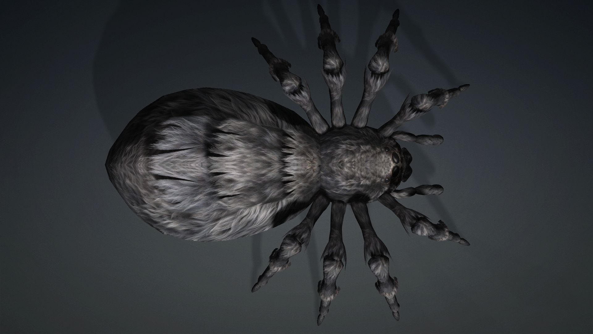 Spider_B2 - Image 5