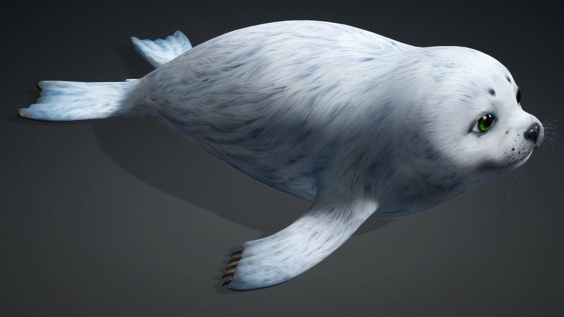 Harp Seal_A5 - Image 5