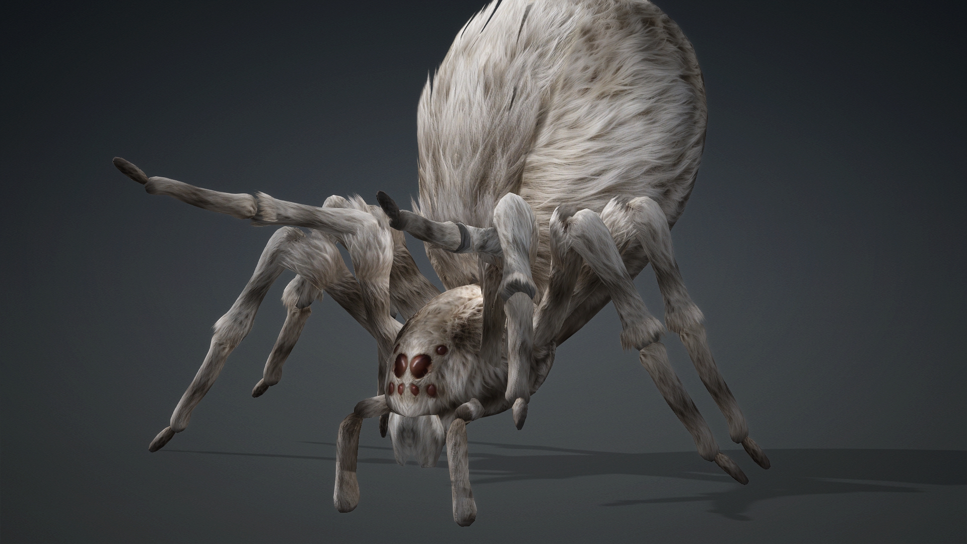 Spider_B1 - Image 7