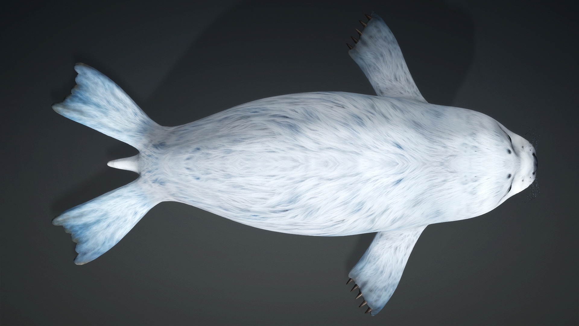 Harp Seal_A5 - Image 7