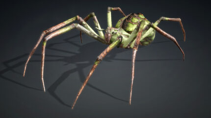 Alternative view of Spider_V6d