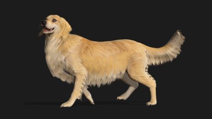 Alternative view of Dog_B2