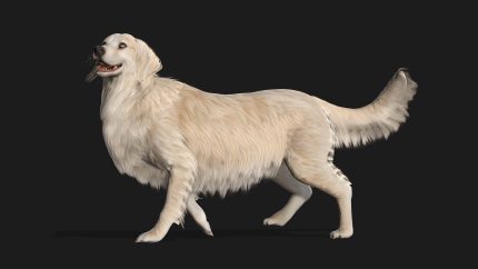 Alternative view of Dog_B3