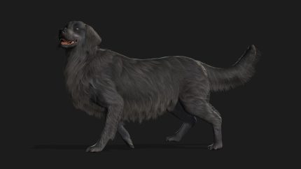 Alternative view of Dog_B4