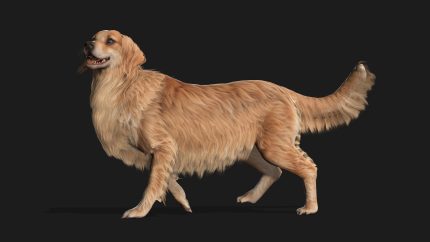 Alternative view of Dog_B1