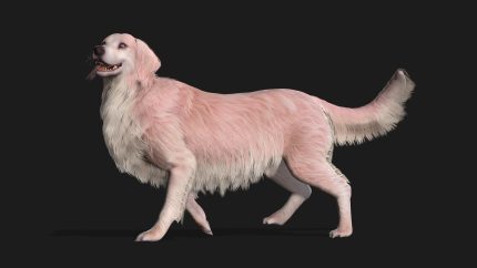 Alternative view of Dog_B5