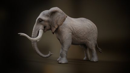 Alternative view of Elephant_A1