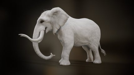 Alternative view of Elephant_A2