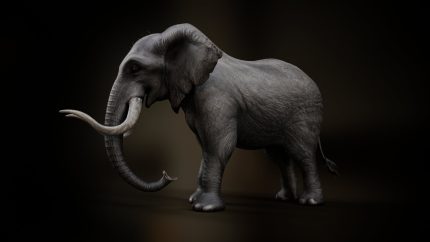 Alternative view of Elephant_A3