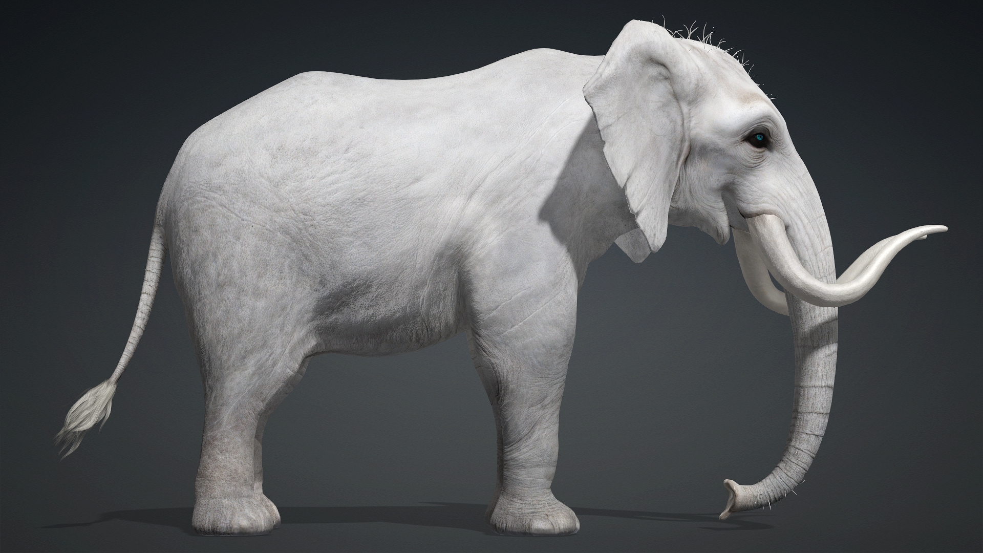 Elephant_A2 - Image 3