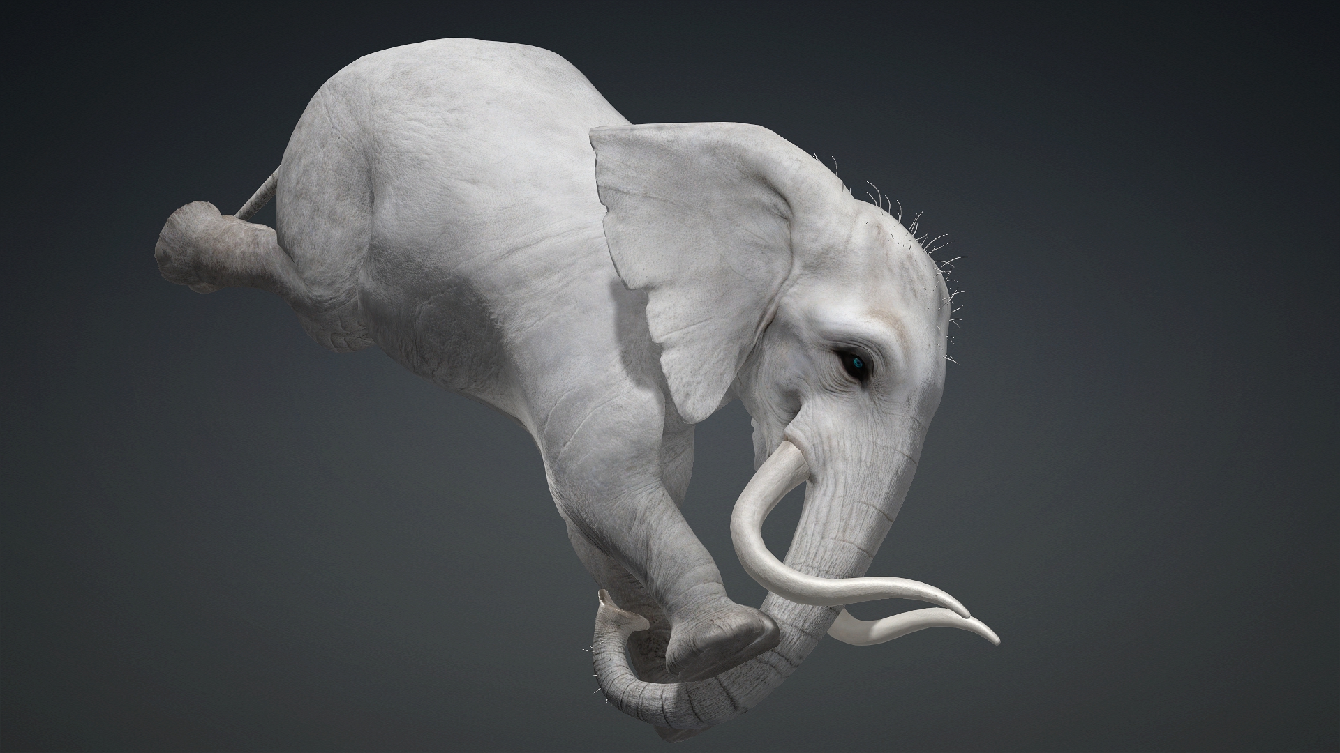 Elephant_A2 - Image 14