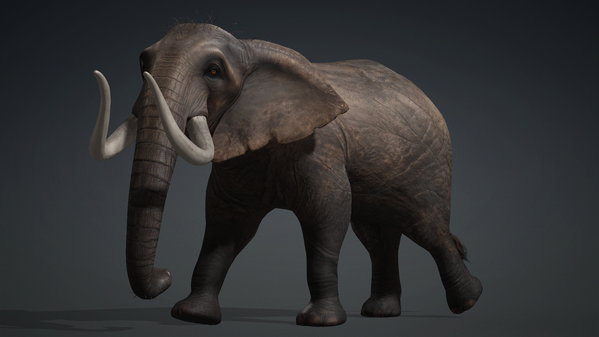 Elephant_A1 - Image 15