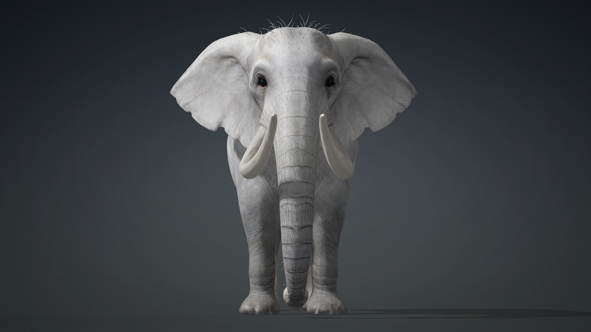 Elephant_A2 - Image 5
