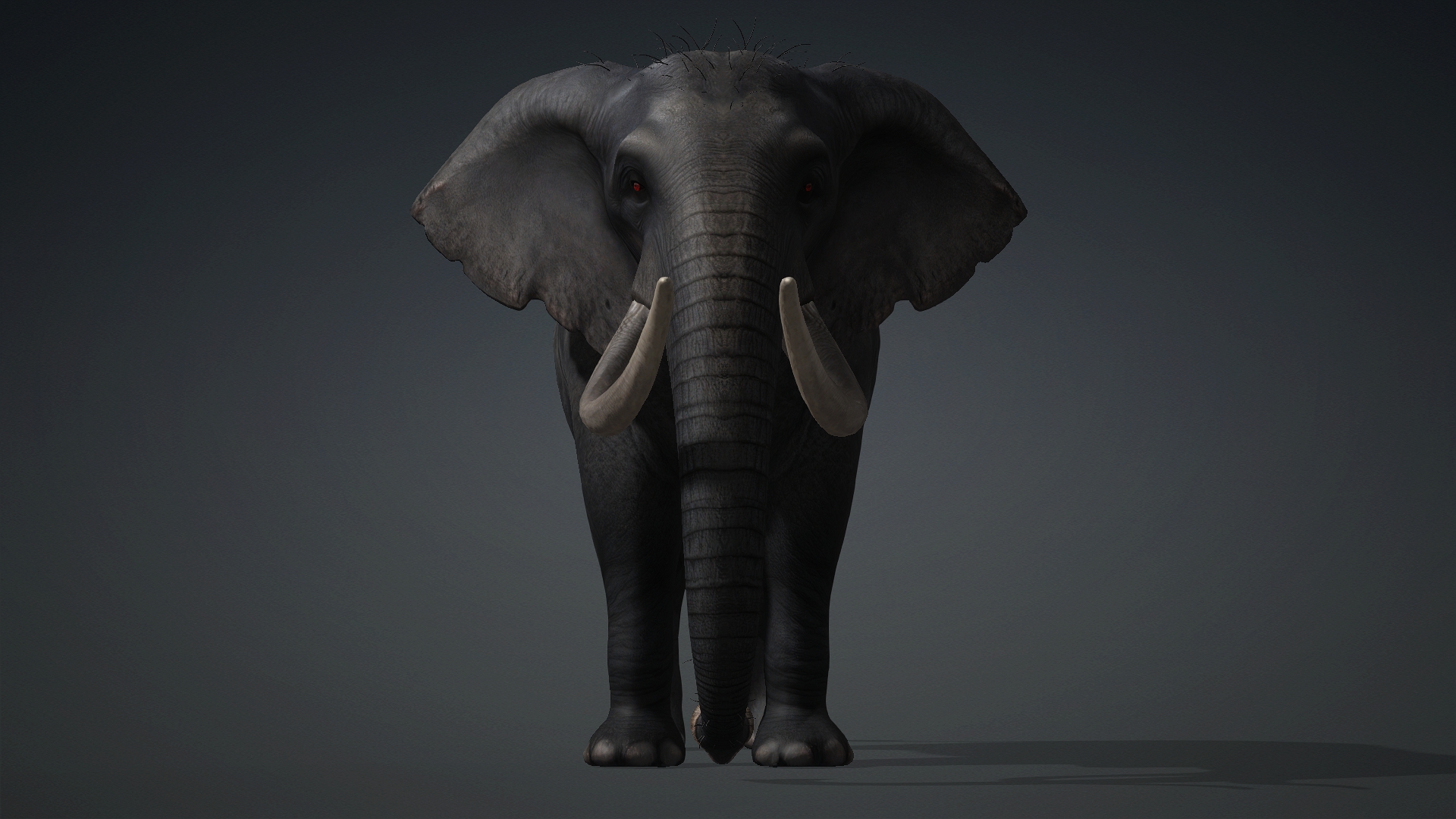 Elephant_A3 - Image 5