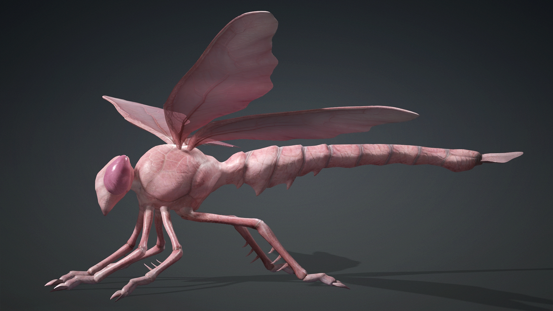 Giant Dragonfly_A3 - Image 7