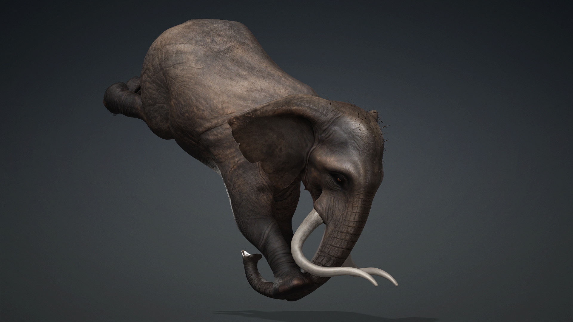 Elephant_A1 - Image 8