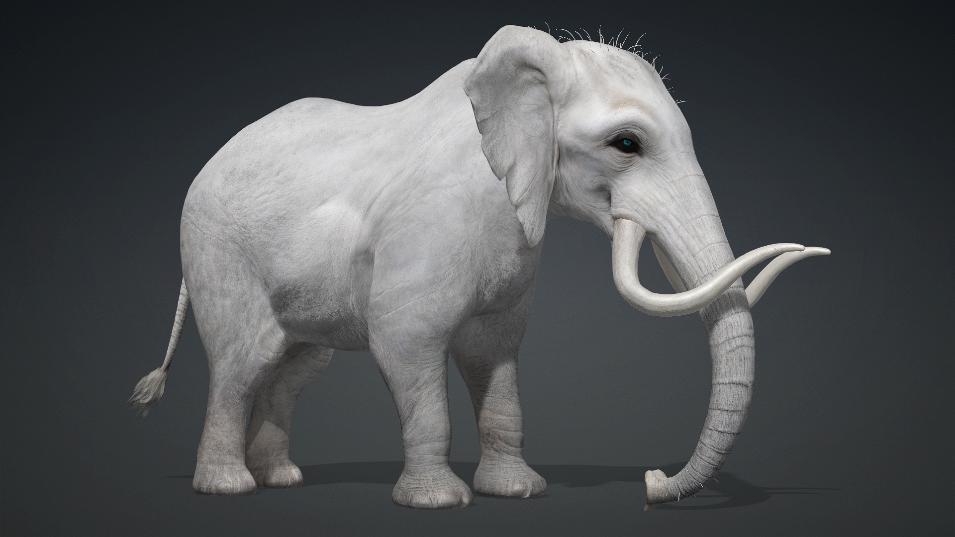 Elephant_A2 - Image 8