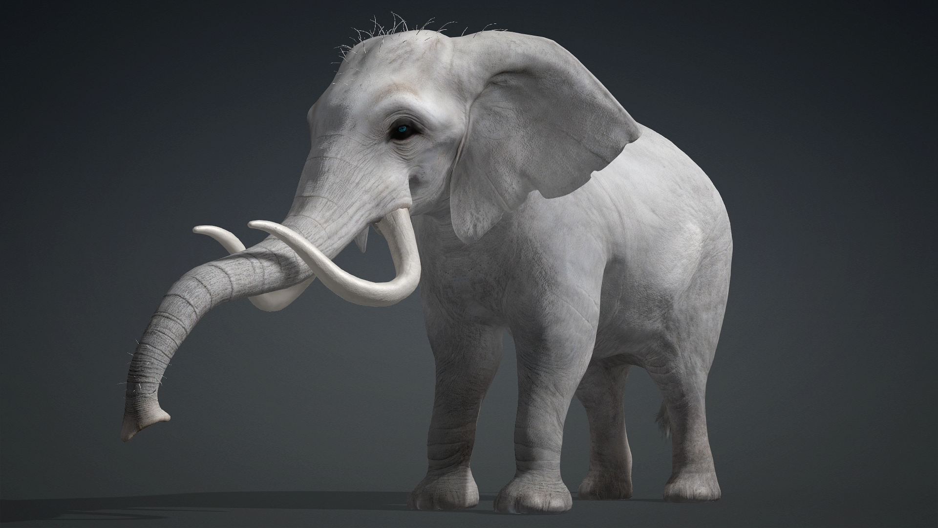 Elephant_A2 - Image 9