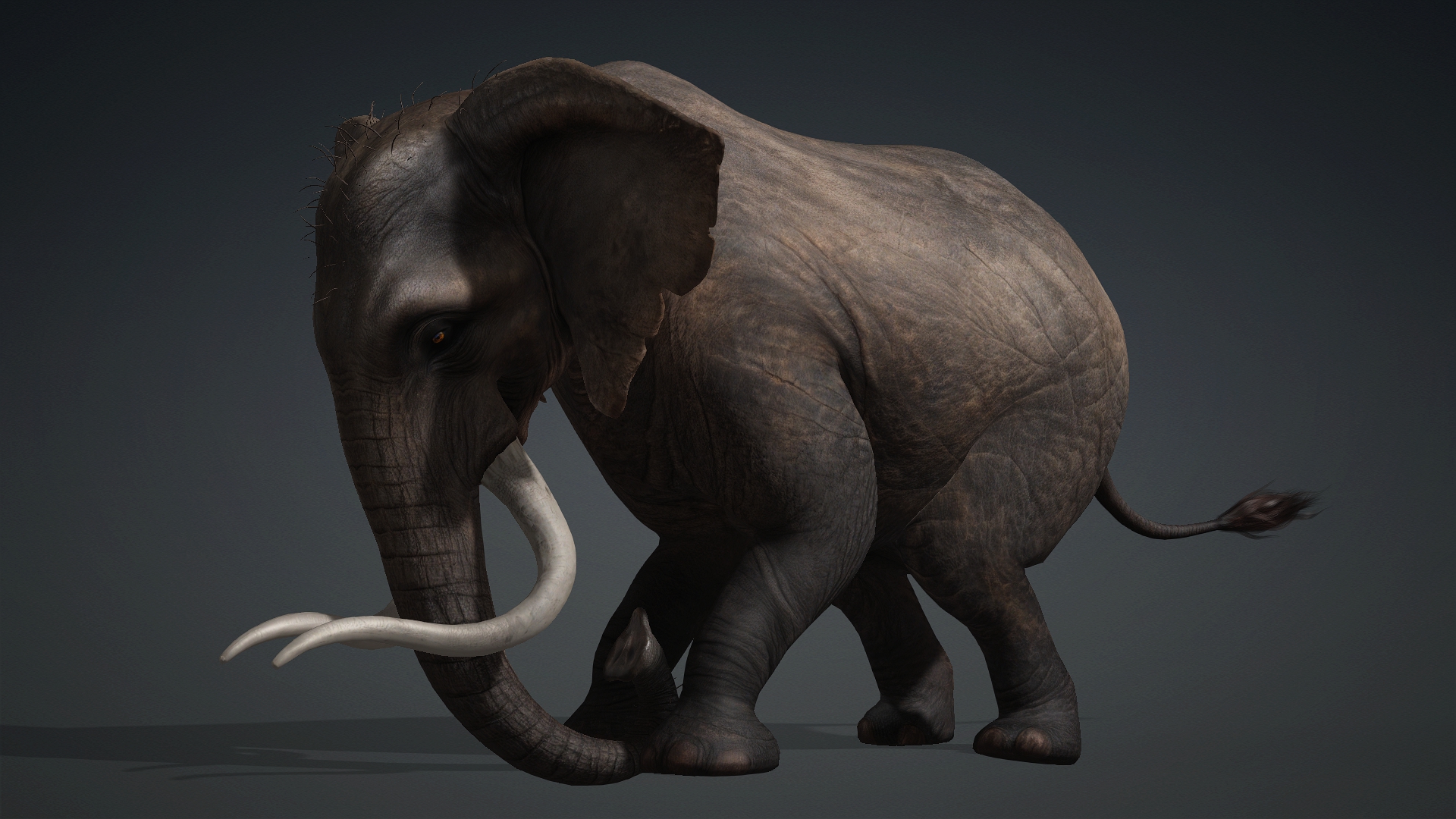 Elephant_A1 - Image 10