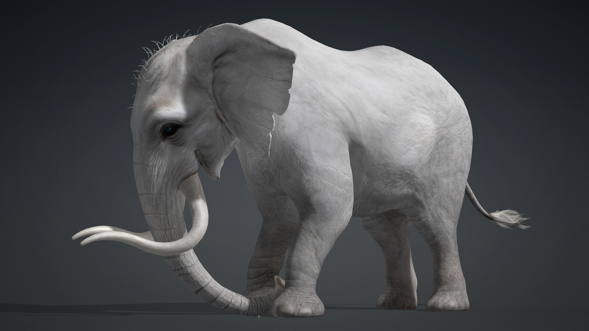 Elephant_A2 - Image 10