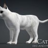 Cat_B2