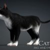Cat_B5