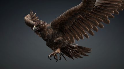 Alternative view of Eagle_C1