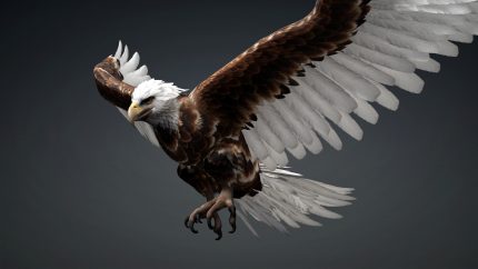Alternative view of Eagle_C4