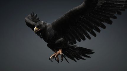 Alternative view of Eagle_C5