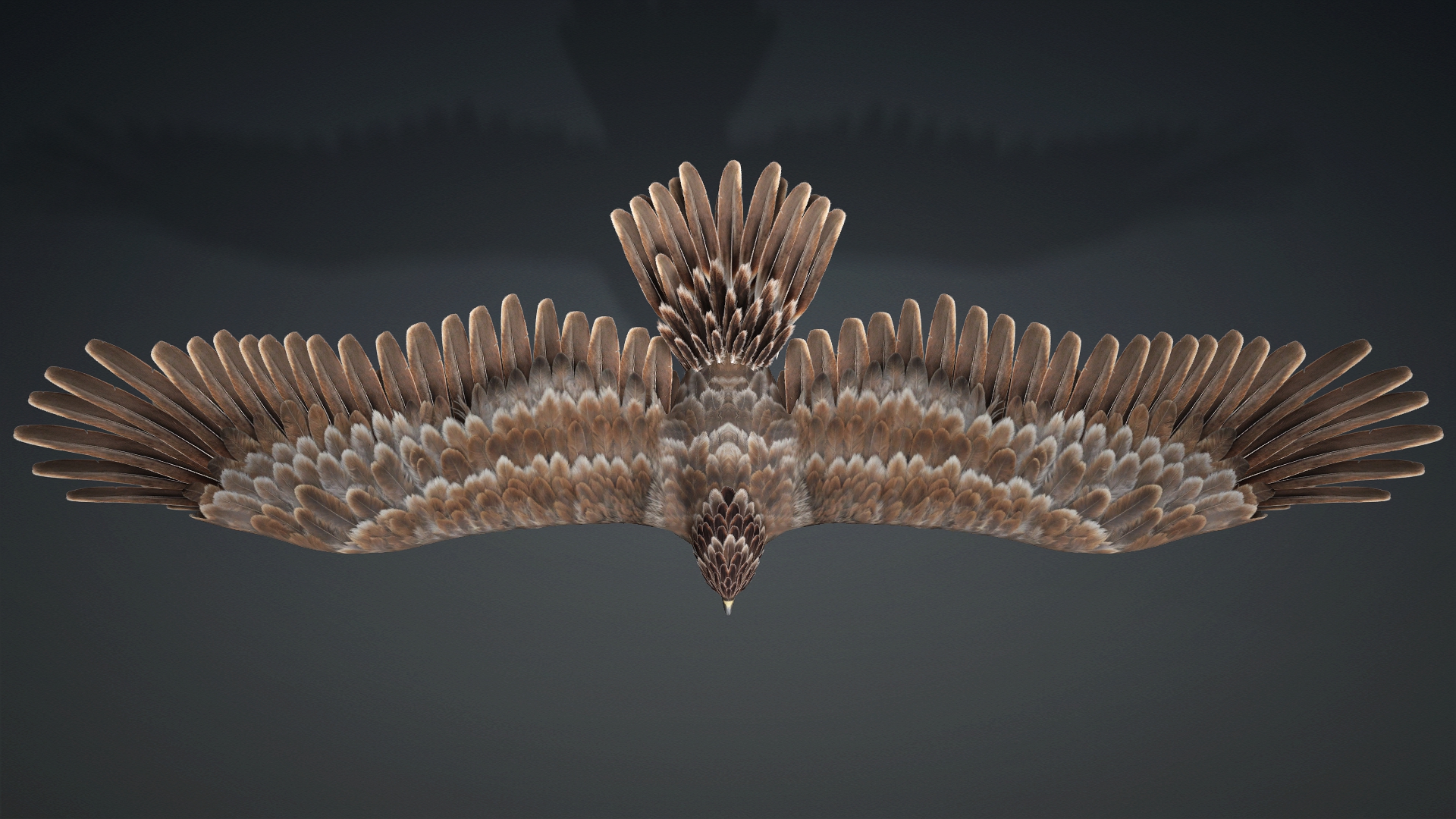 Eagle_C1 - Image 3