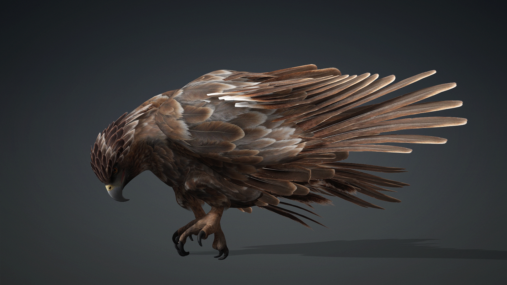 Eagle_C1 - Image 12