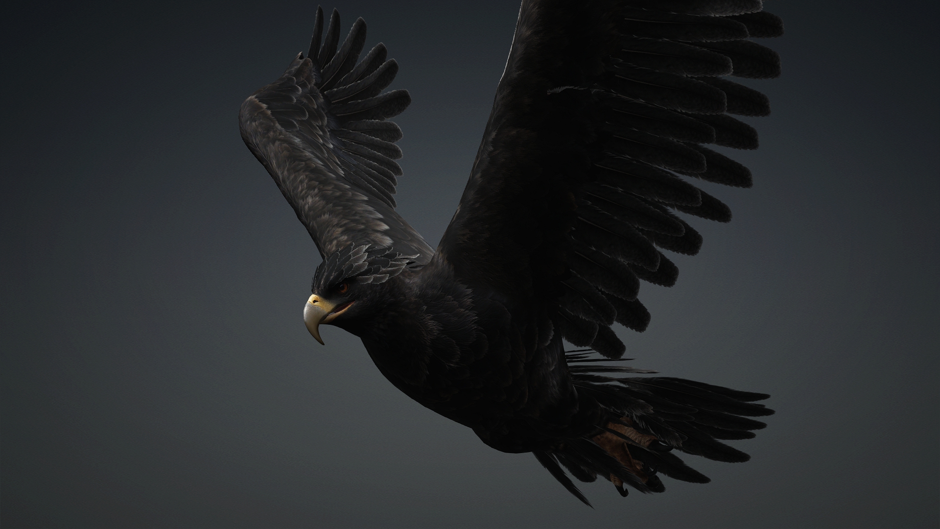Eagle_C5 - Image 15